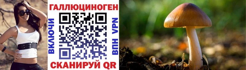 Галлюциногенные грибы Psilocybe  Судогда 